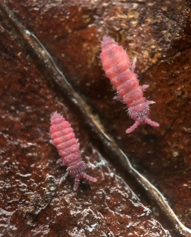 macro nature collembola color tiny springtail Double trouble фото превью