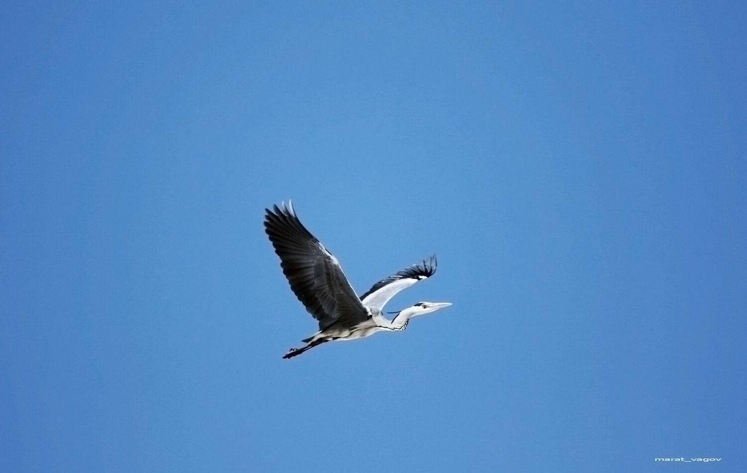 цапля,серая цапля,птица,, Marat Magov