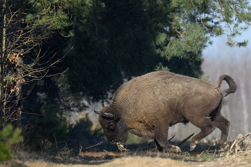 żubr фото превью