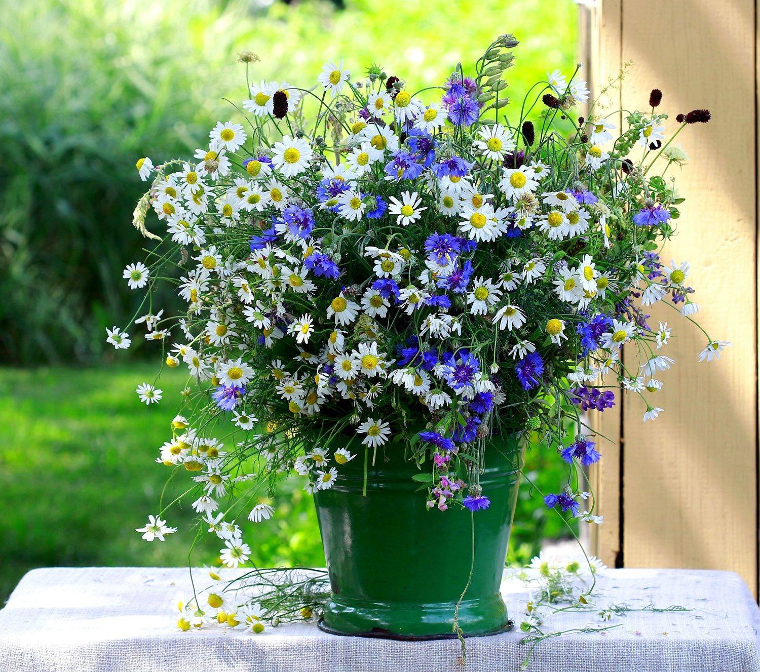 натюрморт, фотонатюрморт, лето, цветы, ромашки,  васильки, наталья казанцева, Наталья Казанцева