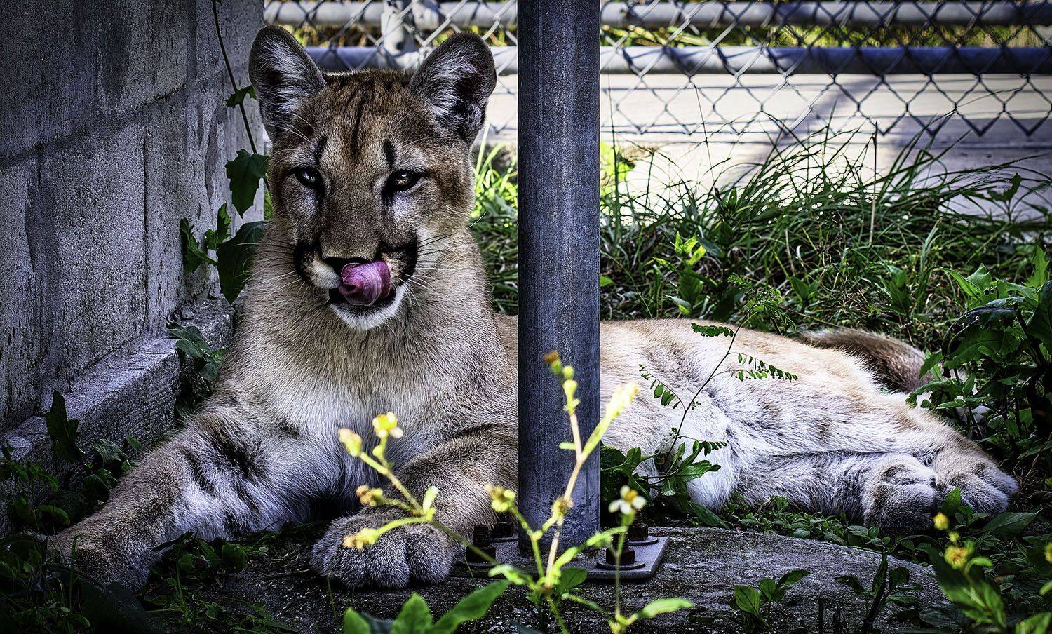 Panther , Raymond Asiala