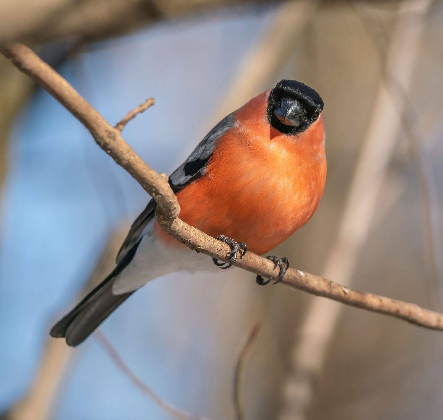 , Константин Дэм