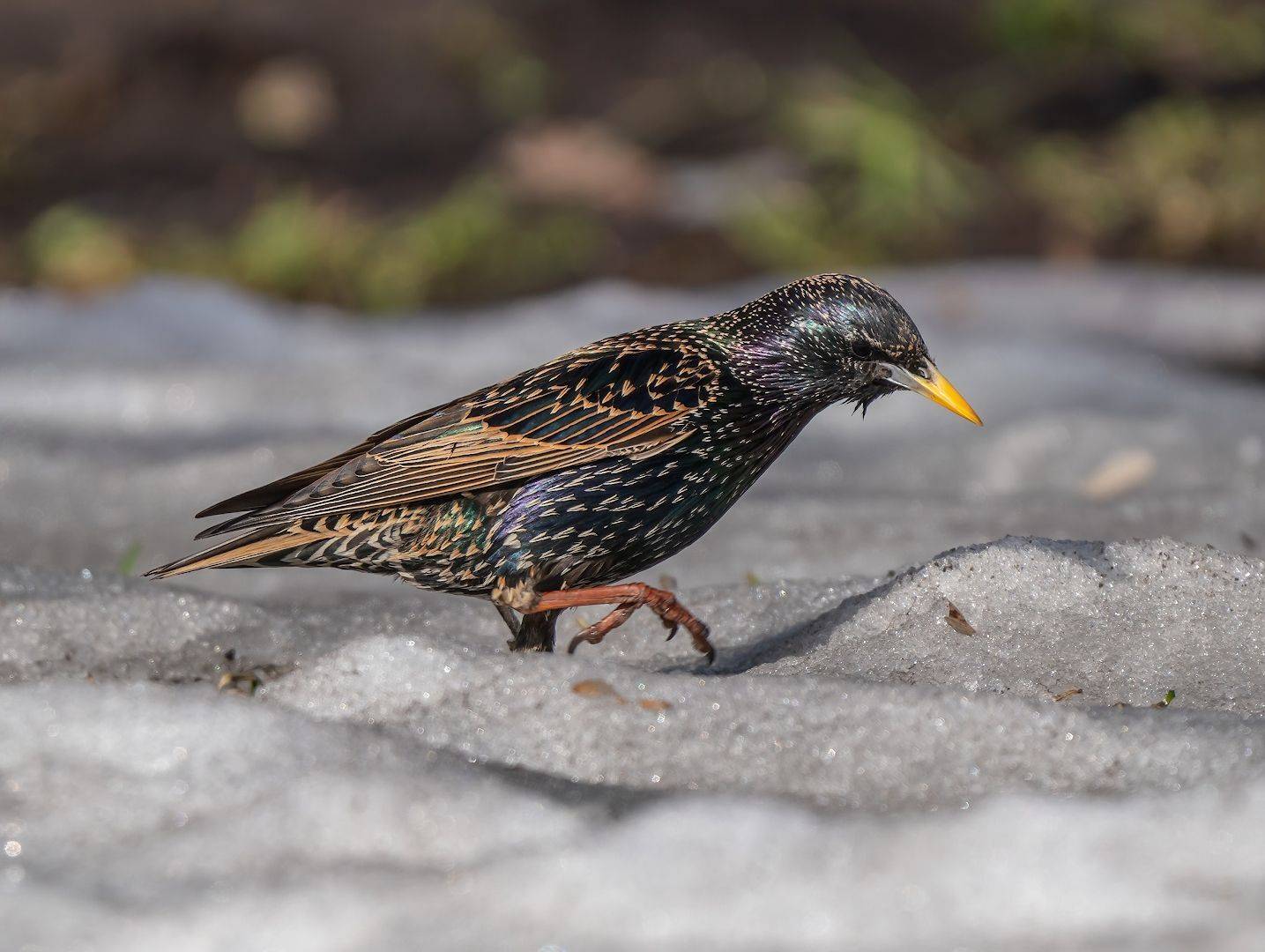 , Константин Дэм