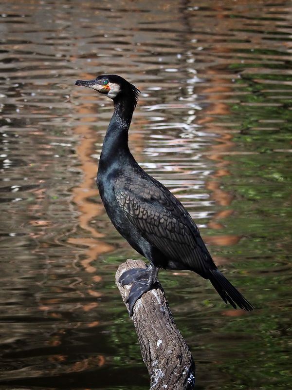 Cormoran фото превью