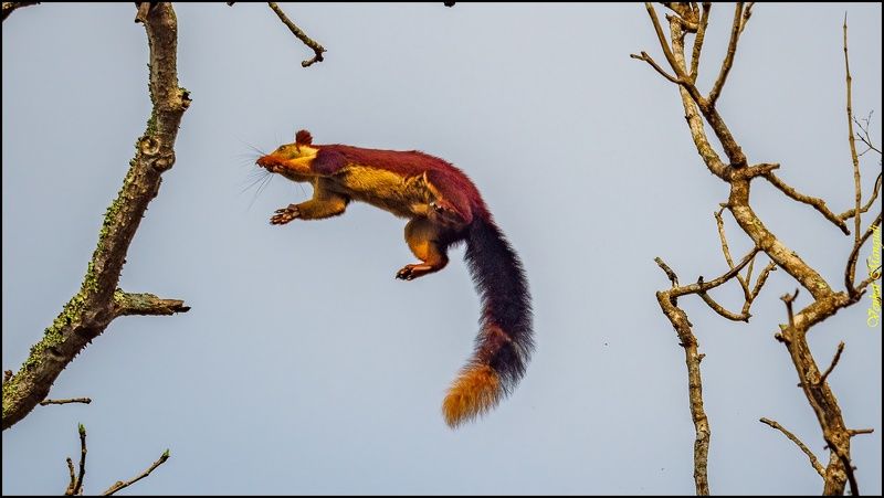 #widlife  Indian Giant Squirrel Leap фото превью