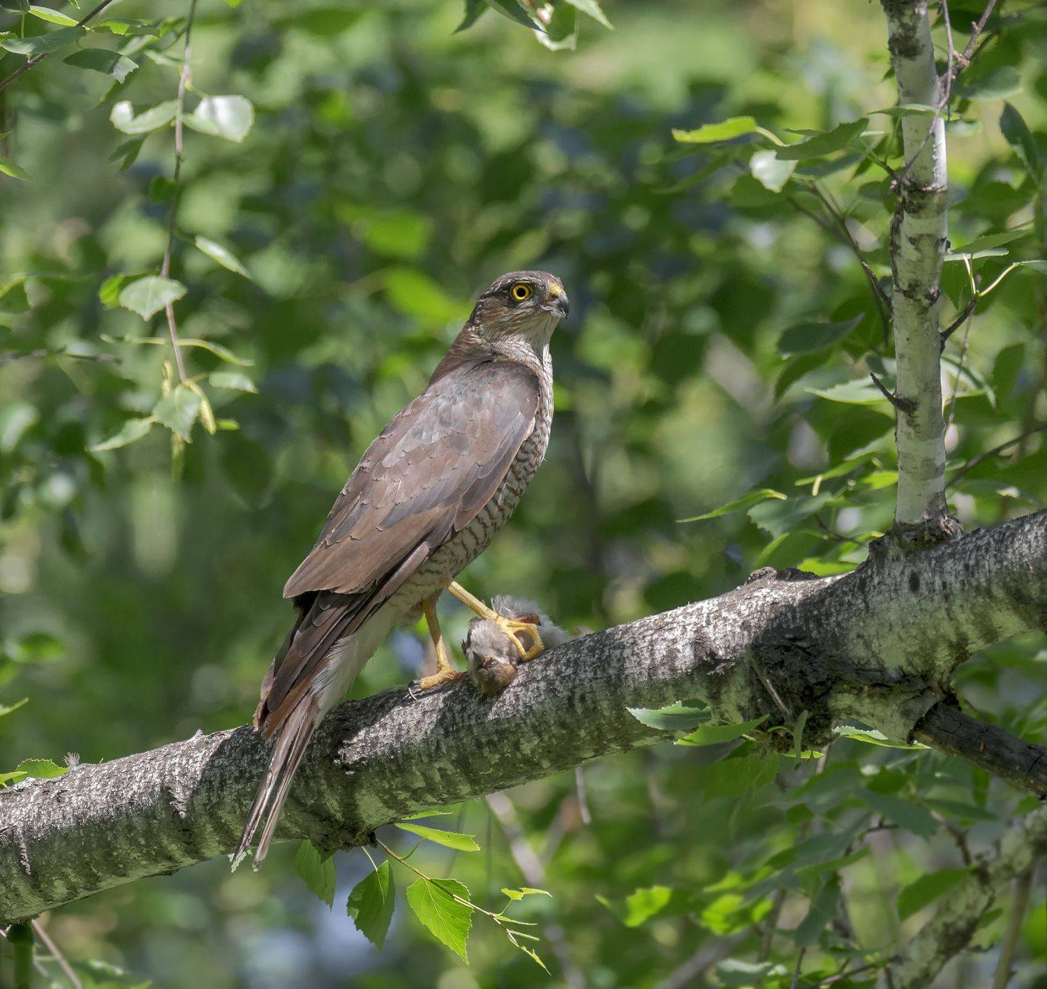 птица, ястреб перепелятник, хищник, охотник, добыча,, Марина Мочалова