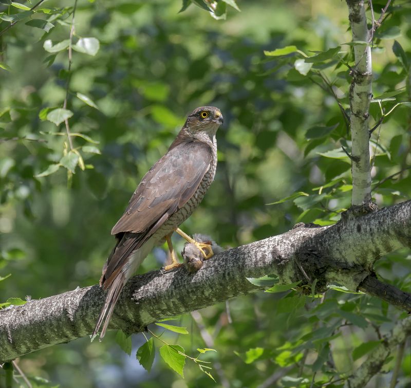 птица, ястреб перепелятник, хищник, охотник, добыча, Охотник.. фото превью