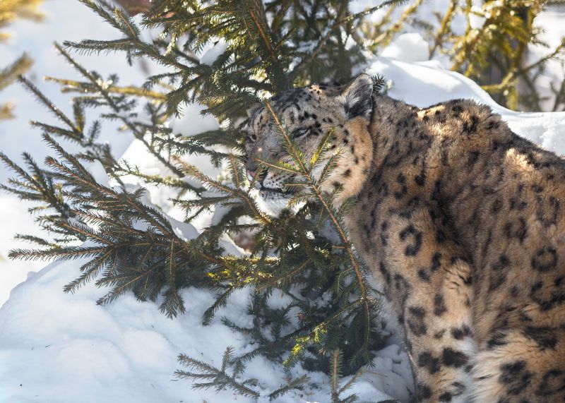 снежный барс Снежный барс фото превью