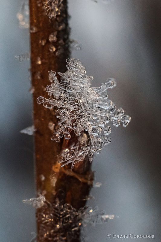 снежинка, зима, лес, макро Снежинка фото превью