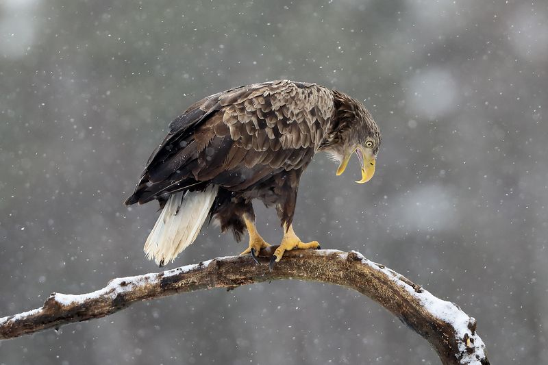 белохвостый орлан. Сыыыыыр. фото превью