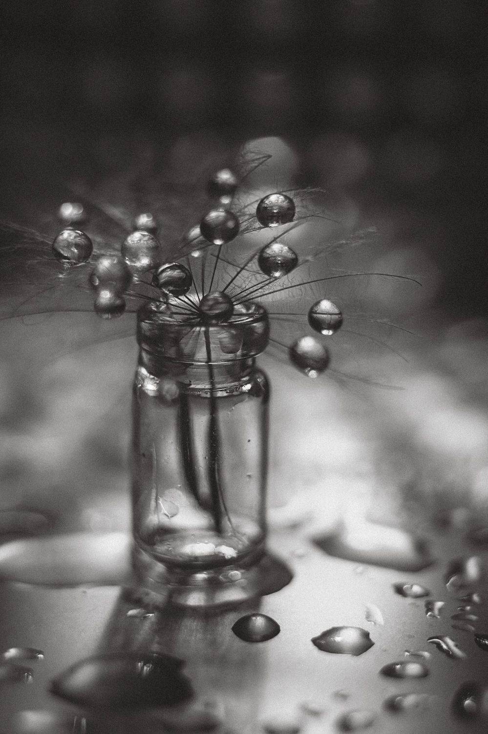 чёрный, белый, одуванчики, парашютик,капли,вода,отражение,чёрно-белое, Анжелика