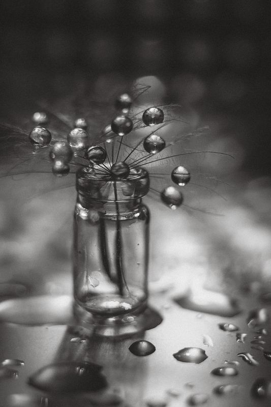 чёрный, белый, одуванчики, парашютик,капли,вода,отражение,чёрно-белое Черно-белое настроение фото превью