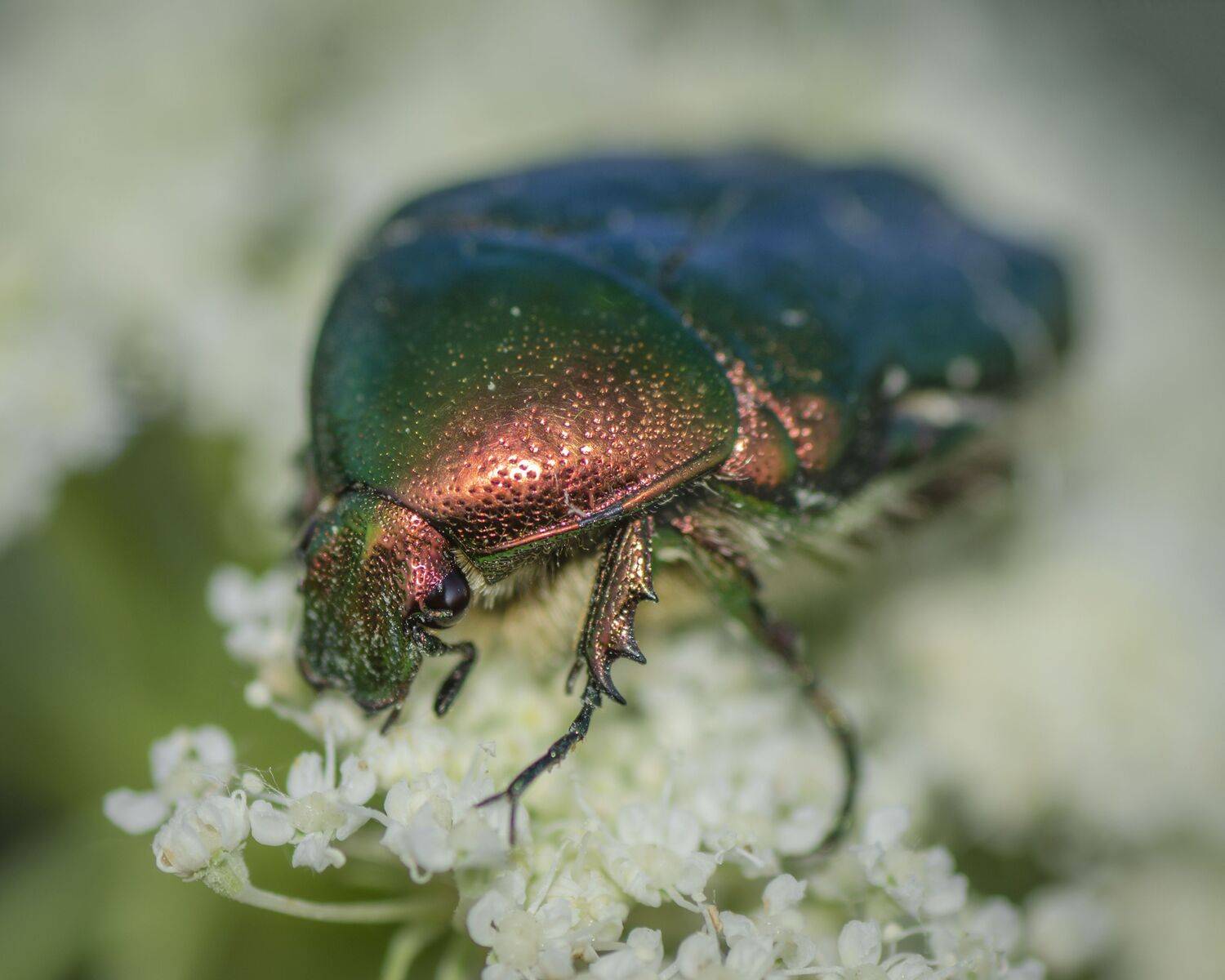 разноцветный, жук,насекомое,природа,лето, Володин Владимир Владимирович