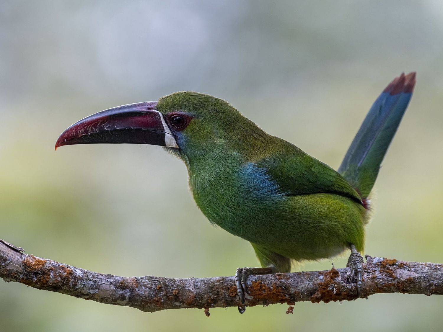 , Fernando Burgalin Sequeira