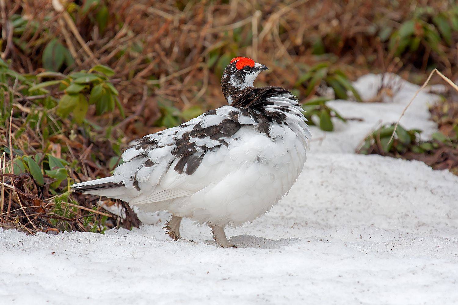 тундряная куропатка, брачный наряд, птица, самец, остров беринга, весна, Дмитрий Уткин
