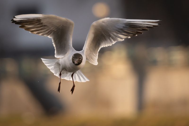 Gull фото превью
