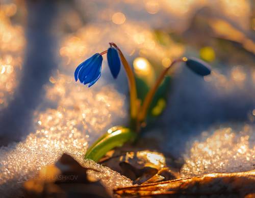 Самоцветы весны