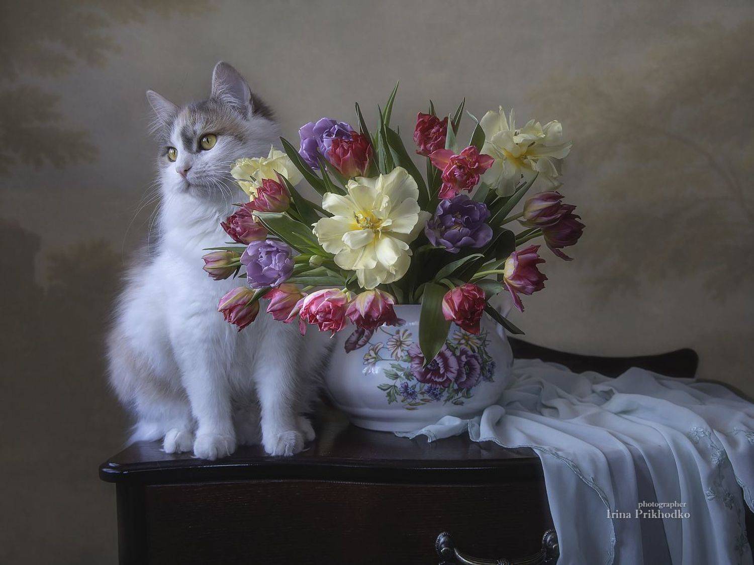 натюрморт, котонатюрморт, постановочное фото, кошки, домашние животные, букеты, тюльпаны, Приходько Ирина