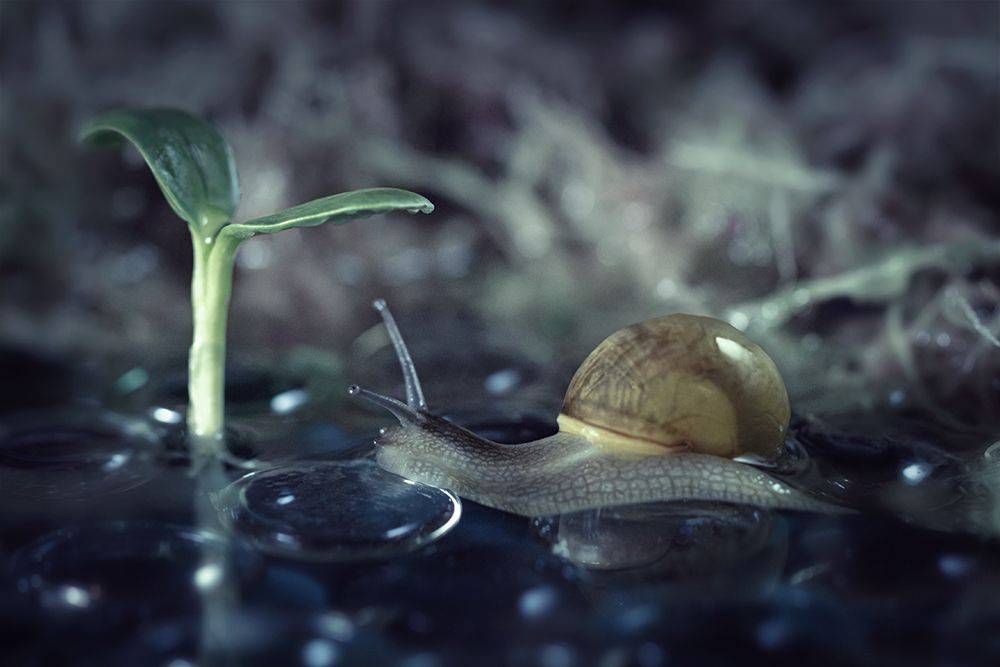 улитка, snail,макро, macro, nature, Марина Хилько