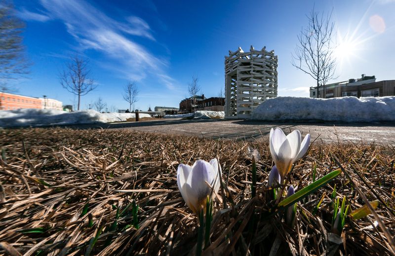 Крокусы на тульской набережной фото превью
