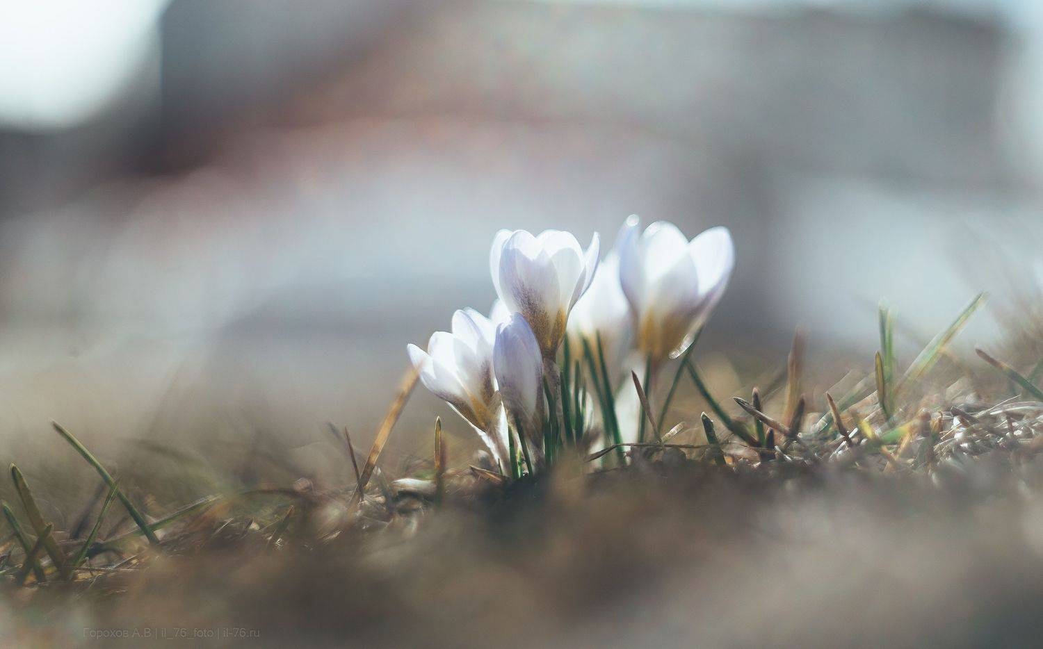 , Алексей Горохов