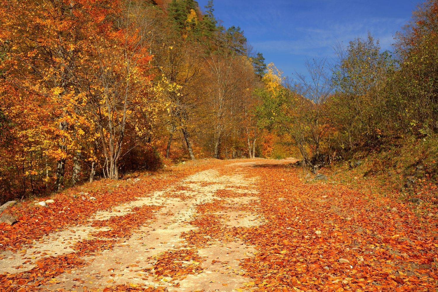 осень, листва, утро, лес, дорога, Александр Жарников