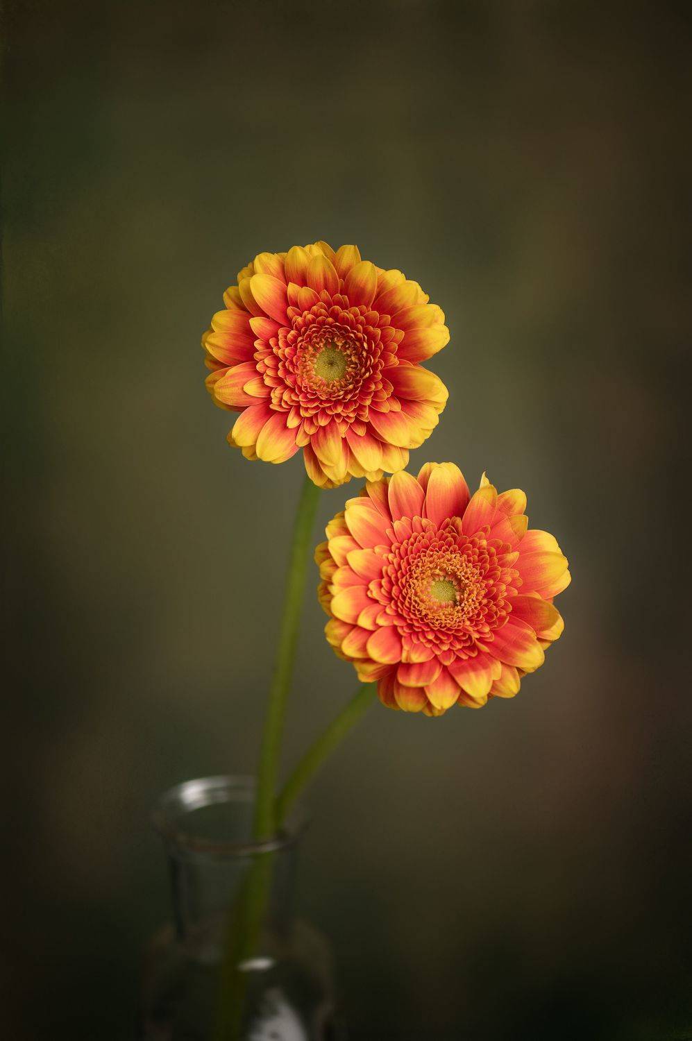 flowers, Natallia Sikorskaya