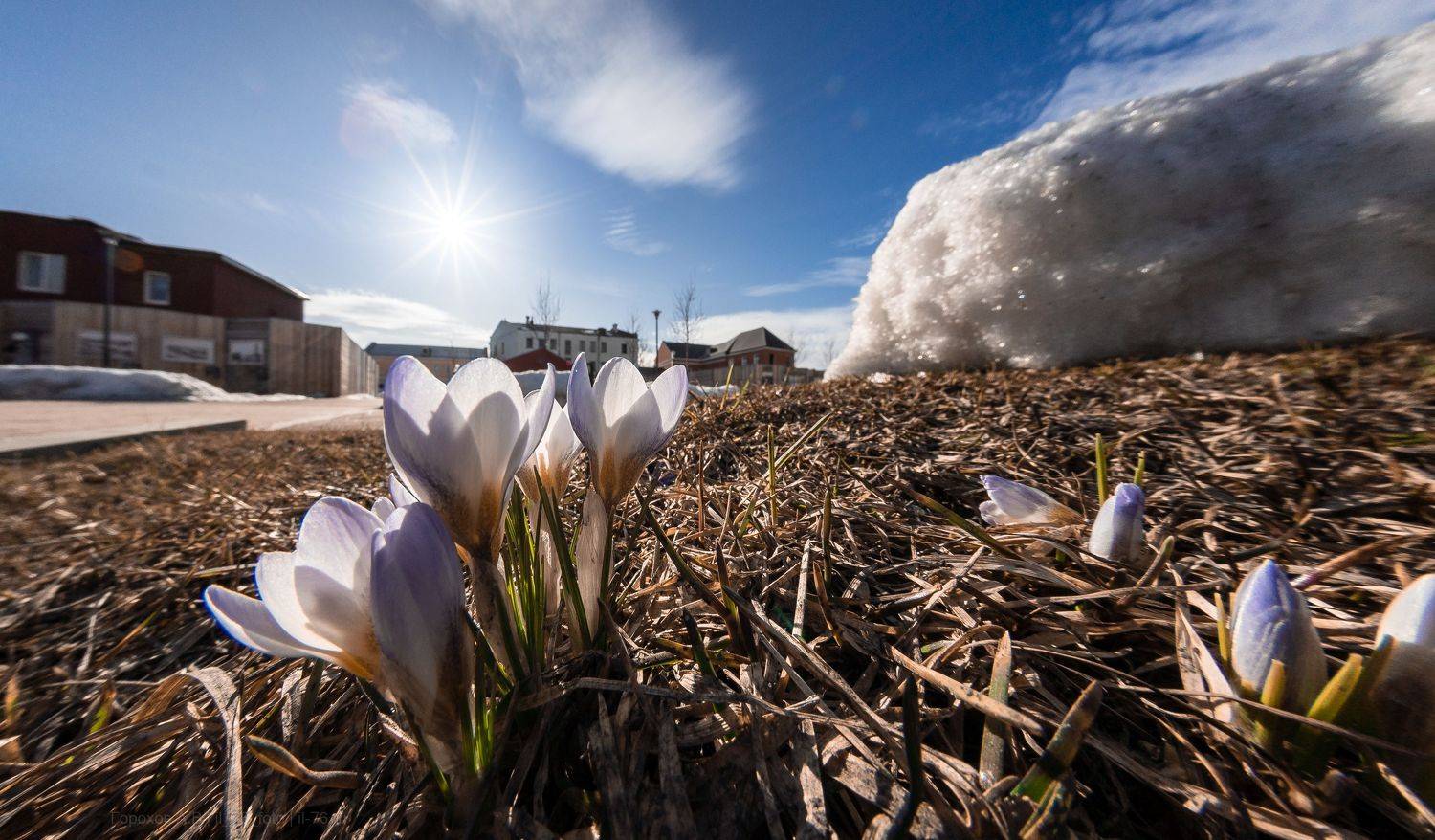 , Алексей Горохов