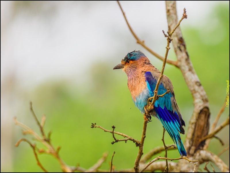Indian Roller фото превью