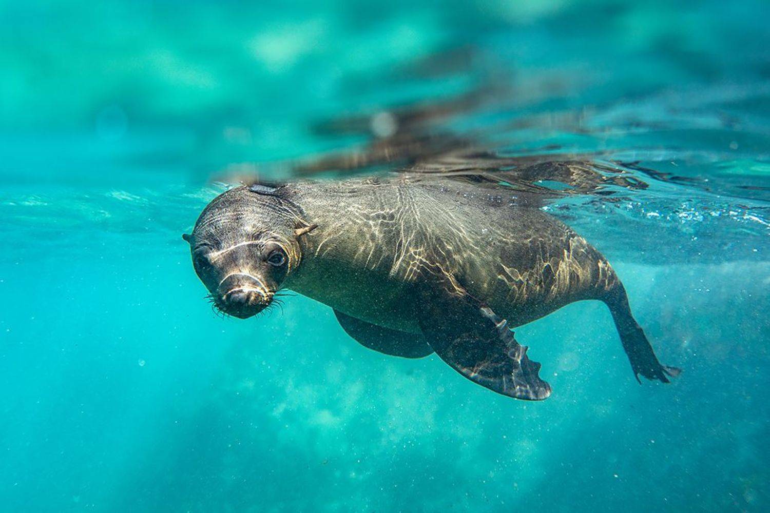 , Сергей Савви