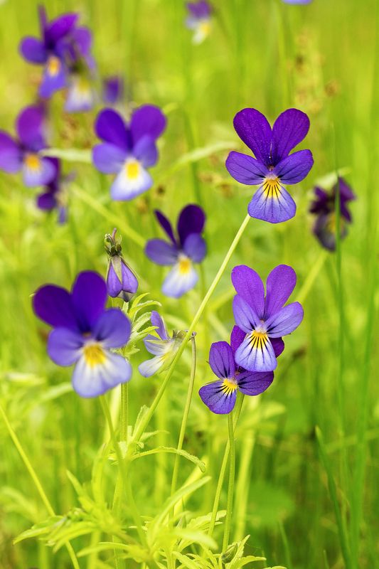 фиалка, анютины глазки, цветы, макро, весна Фиалка фото превью
