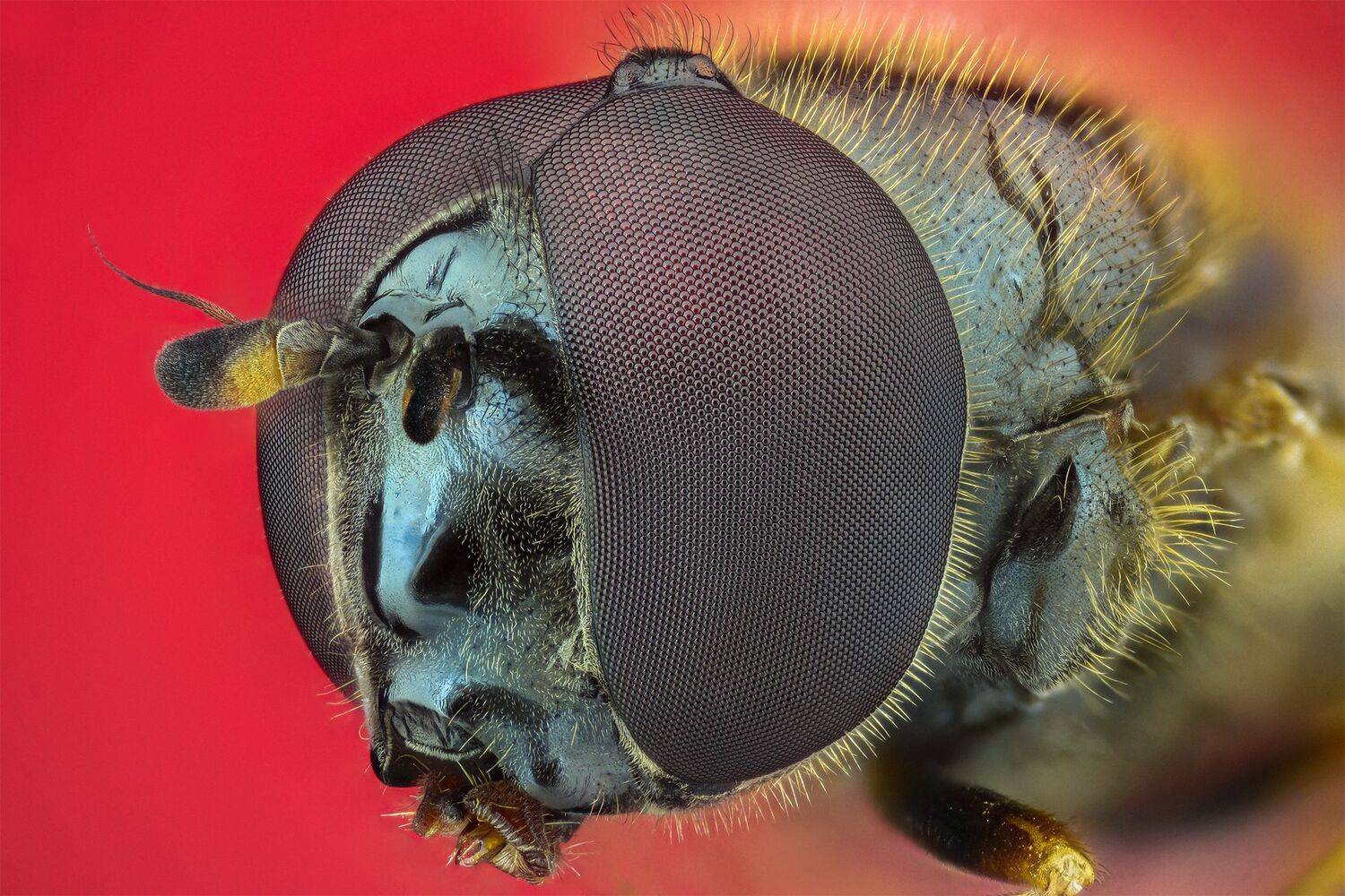 ceclii, macro, Tsvetan Ganev