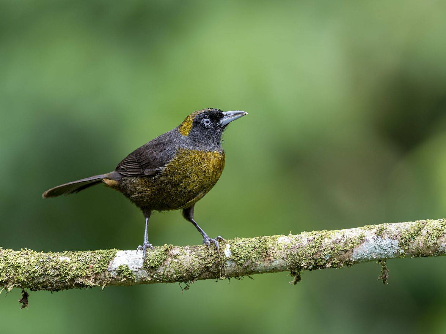 , Fernando Burgalin Sequeira