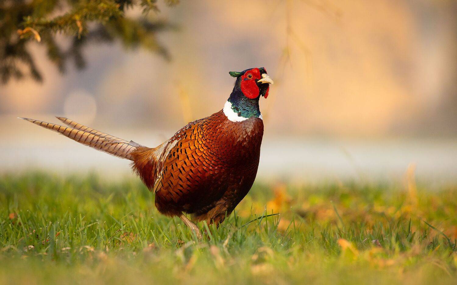 , Robert Adamec