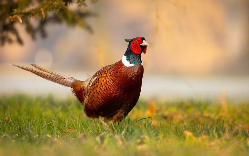 Pheasant фото превью