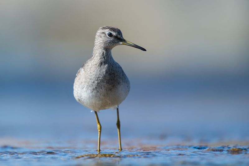 Tringa glareola фото превью