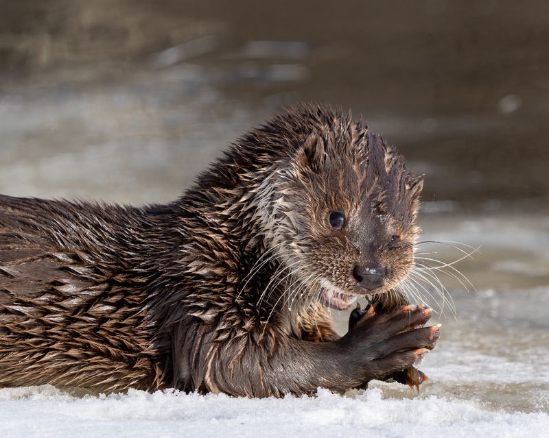 Выдра фото превью