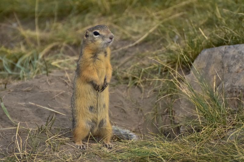 Полевая собачка в степи фото превью
