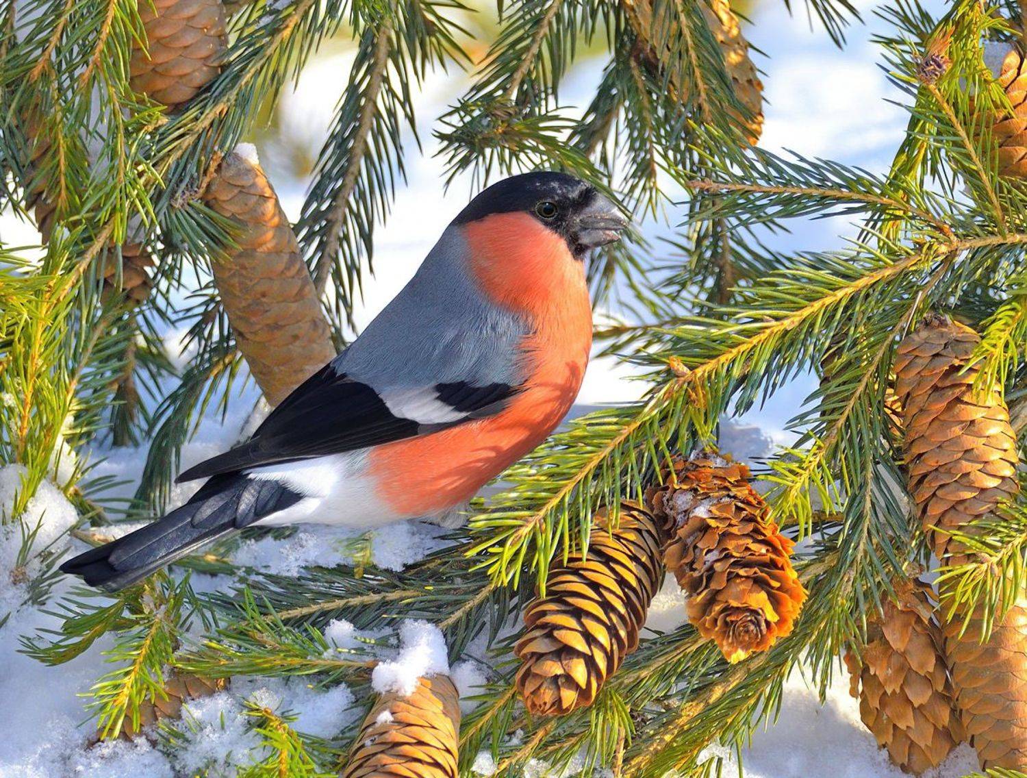 природа, фотоохота,  птицы, животные, зима, снегирь, vladilenoff