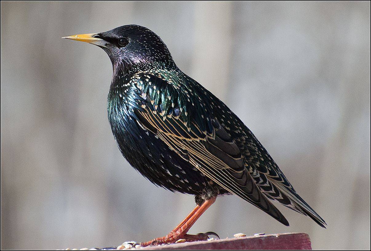 москва, парк, скворец, АНАТОЛИЙ ДОВЫДЕНКО