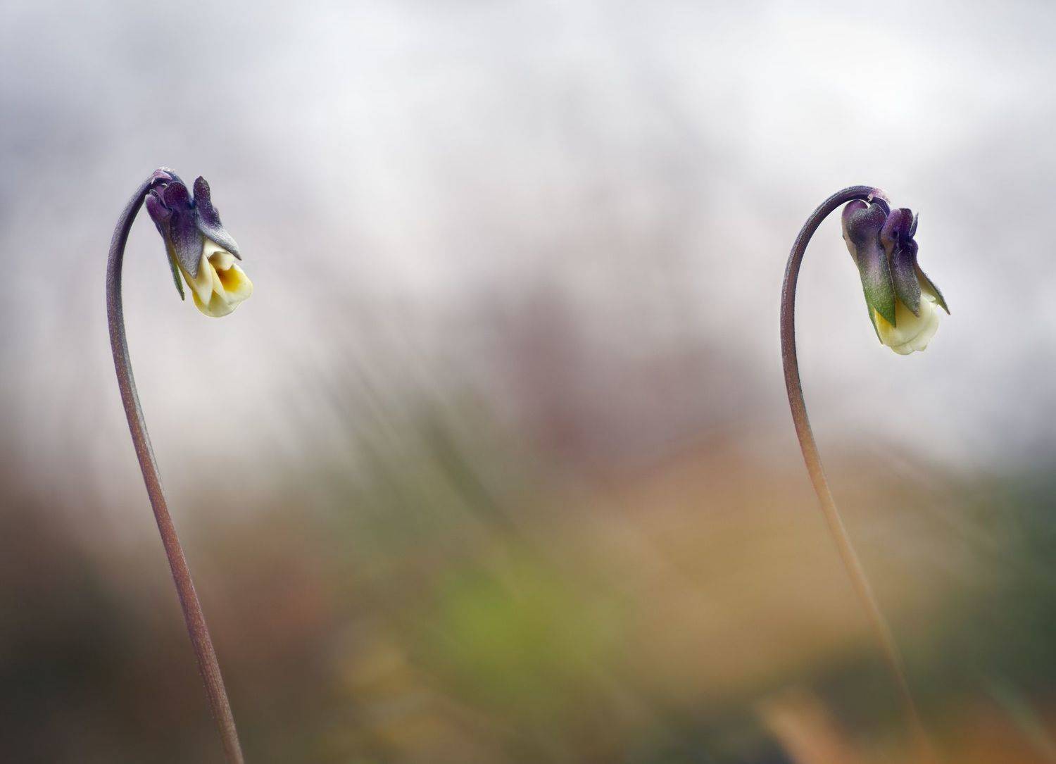 flower macro nature color minimal fine art viola, Panagiotis Dalagiorgos