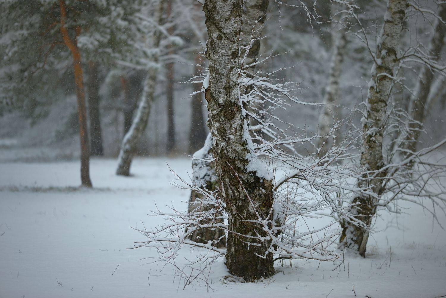 зима туман лес утро снег, Александр Жарников