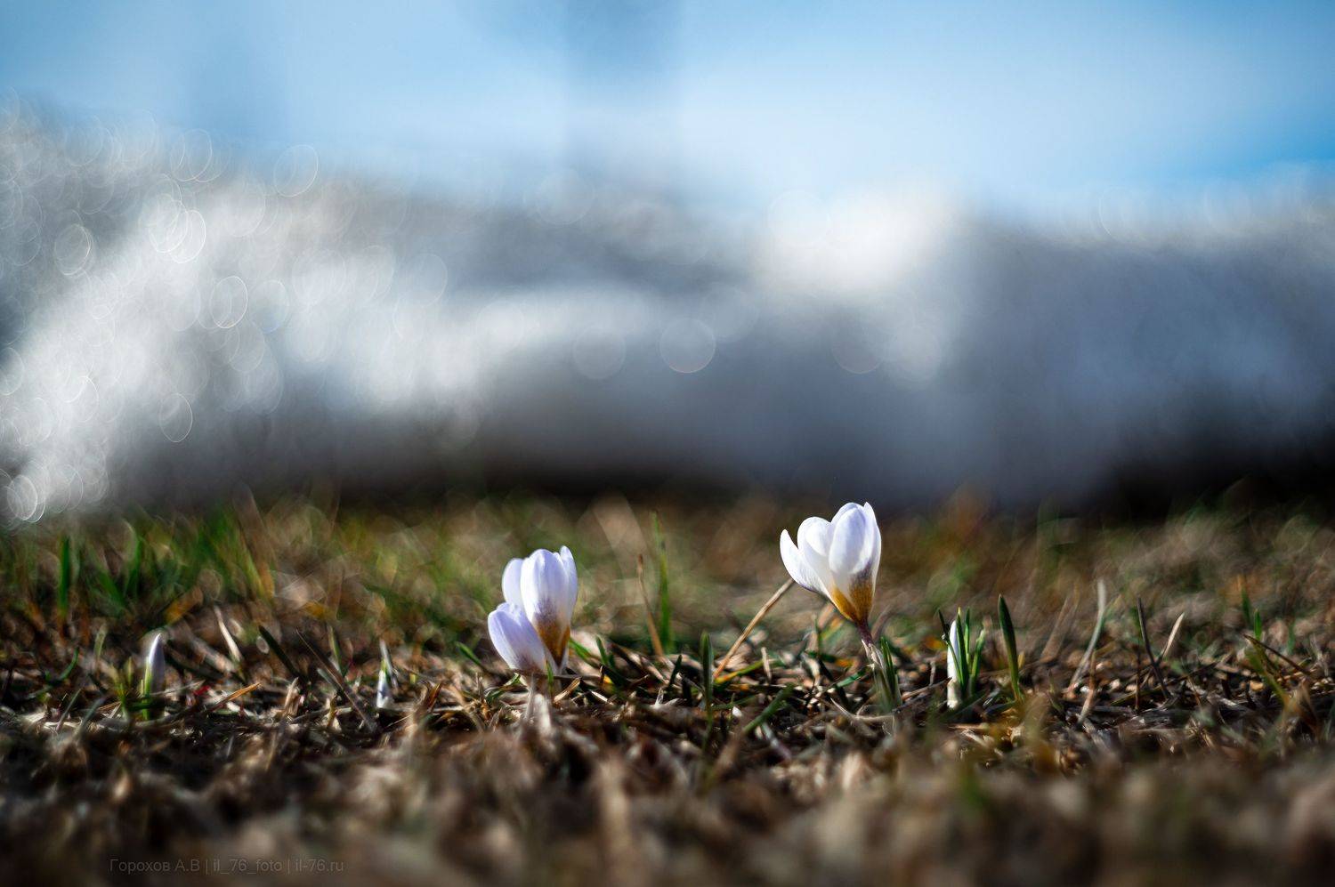 , Алексей Горохов