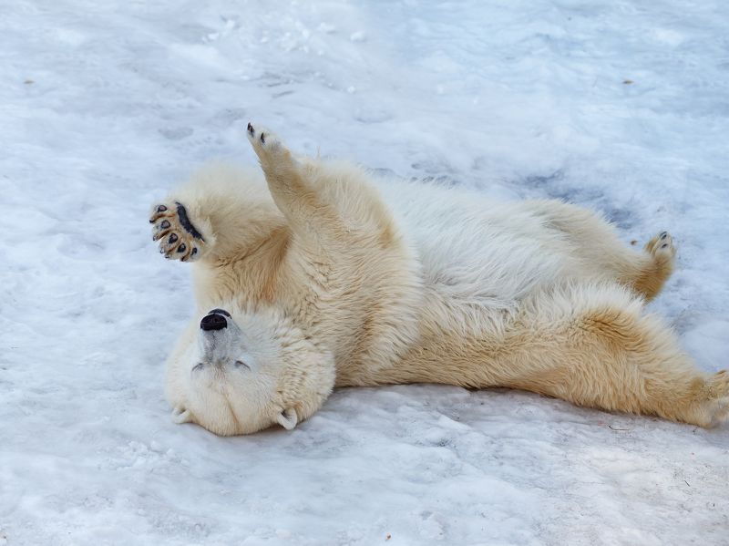 Полярные медведи фото превью