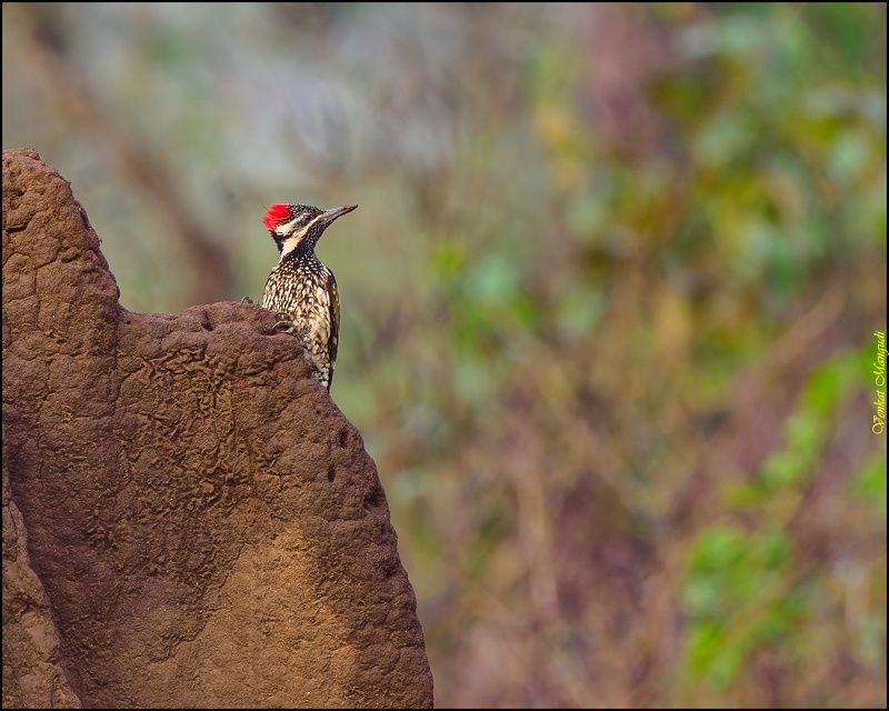 Flameback on a termite/ant hill фото превью