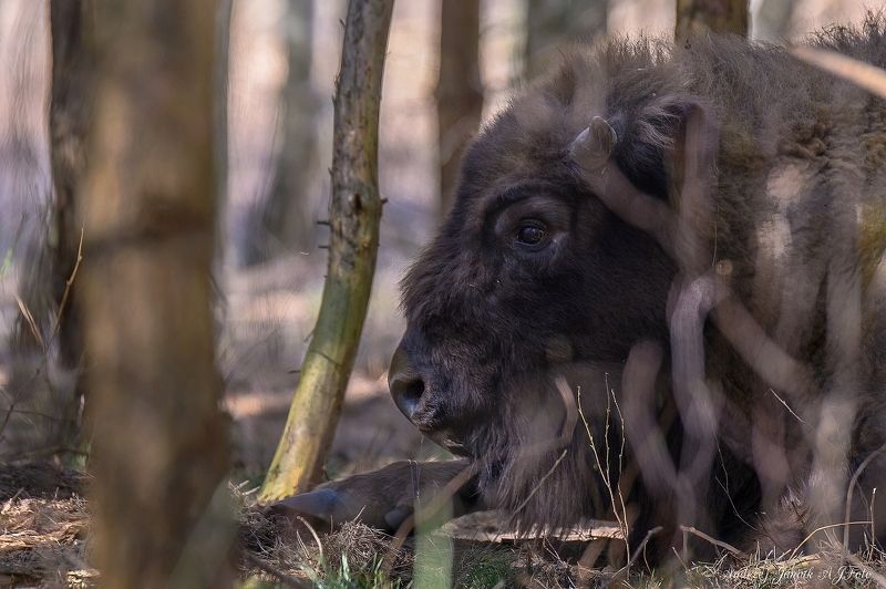 z6ii sigma sport żubr, sjesta  фото превью