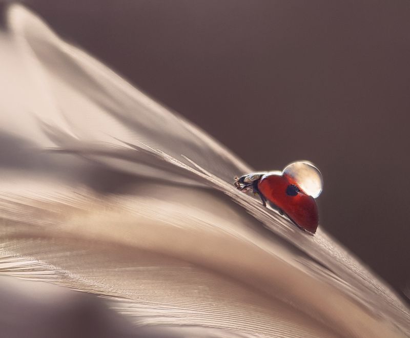 Божья коровка, капля, вода, перо, перья, нежность Божья коровка и перо фото превью