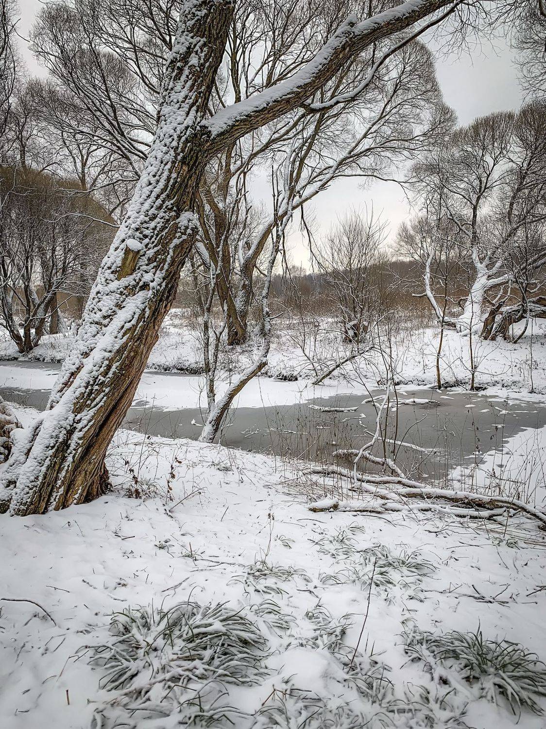 пейзаж, природа, nature, landscape, winter, зима, лес, forest, деревья, Julia Kaissa