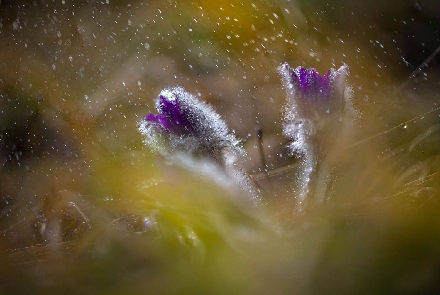 , Mariyana Atanasova - Lucero