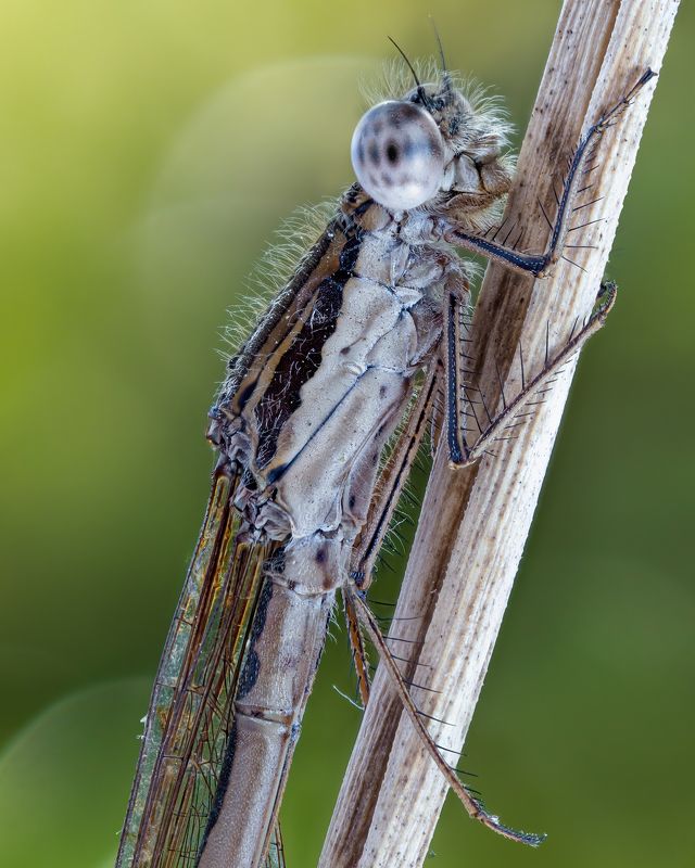 Macro фото превью